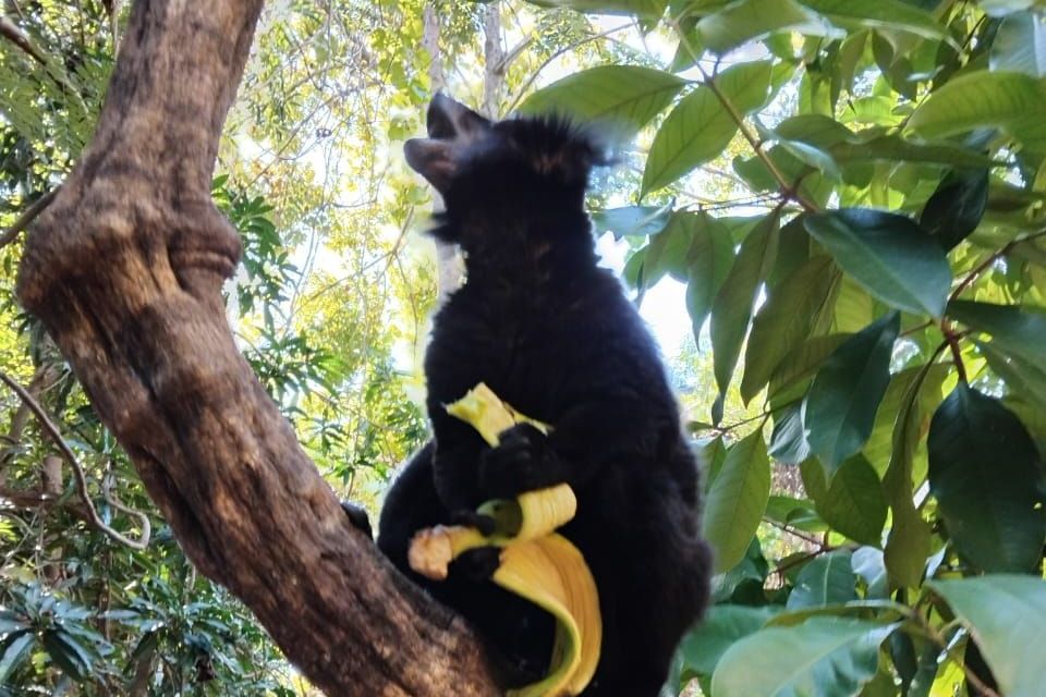 Excursion Nosy Komba et Tanikely avec Open&nbsp;Madagascar