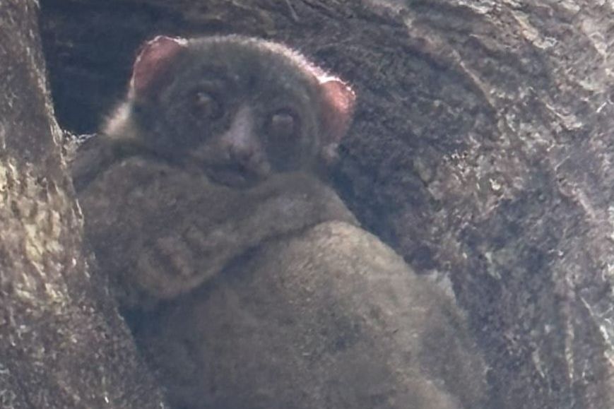 Réserve naturelle de Lokobe avec Open&nbsp;Madagascar