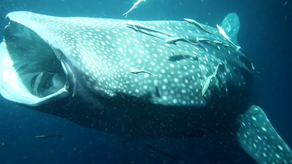 Safari marin à Nosy be, baleine et requin baleine avec Open&nbsp;Madagascar